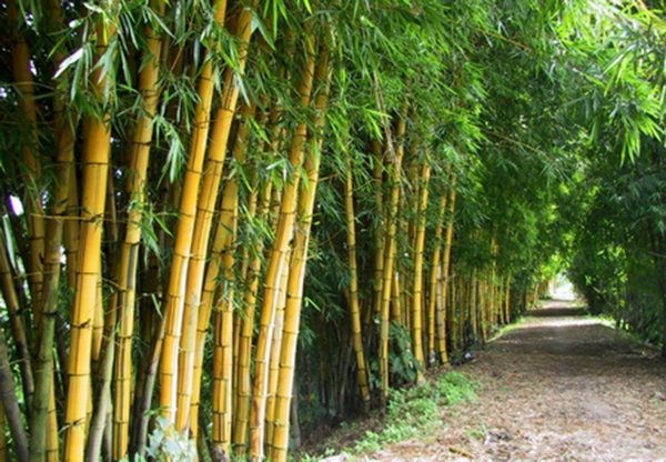 Cọc tre công trình uy tín Đà Nẵng